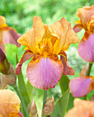 Iris germanica 'Punchline'