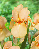 Iris germanica Madam Motet