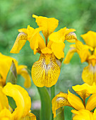 Iris germanica Kaleidoscope