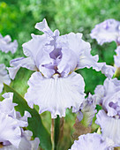 Iris germanica 'Silverado'