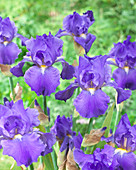 Iris germanica Blue Suede Shoes