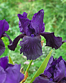 Iris germanica Tuxedo