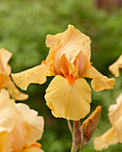 Iris germanica 'Orange Chariot'