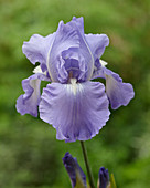 Iris germanica 'Victoria Falls'