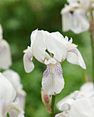 Iris germanica 'Mrs Horace Darwin'