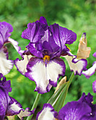 Iris germanica 'Beckon'