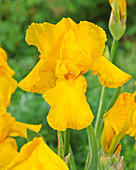 Iris germanica Caroline Gold
