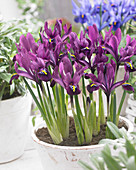 Iris reticulata lila