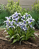 Iris aucheri