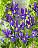 Iris hollandica 'Discovery Purple'