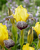 Iris 'Censation ™ Zebra'