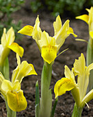 Iris reticulata 'Sunshine'