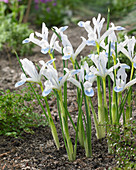 Iris reticulata Frozen Planet