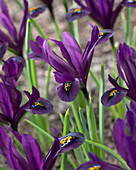Iris reticulata 'Interstellar'
