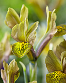 Iris reticulata 'Green'