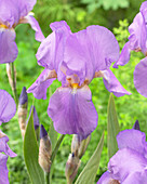 Iris germanica 'Dorcas Lives Again'