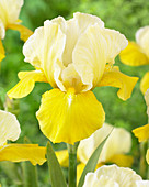 Iris germanica 'Apollo's Touch'