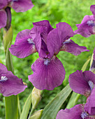 Iris pumila 'Nambe'