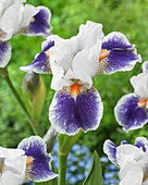 Iris pumila 'Bluebird in Flight'
