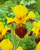 Iris germanica 'Whoom am Up'
