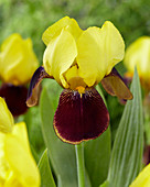 Iris germanica 'Rajah Brooke'