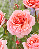 Rosa Eeuwige Passie