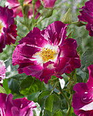 Rosa Purple Splash