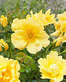 Rosa yellow