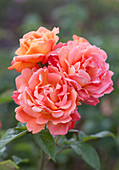 Rosa Troika