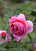 Rosa 'Princess Alexandra of Kent'