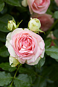 Pastellrosa Rosenblüte