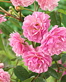 Rosa 'Cornelia'