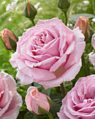 Rosa Frederic Mistral