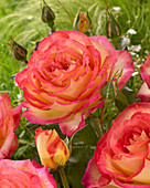 Rosa Twocolours