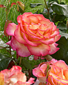 Rosa Twocolours