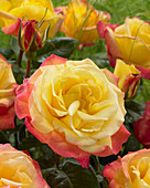 Gelb-rote Rosenblüte