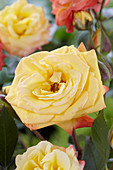 Rosa Rumba