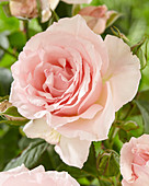 Rosa Dreaming 82 