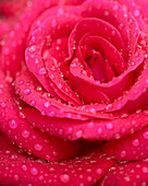 Pinke Rosenblüte mit Tautropfen