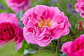 Rosa 'Alexandra Renaissance' Pouldra