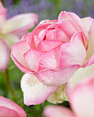 Rosa Princesse de Monaco ®