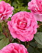 Rosa Pink 0836