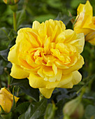 Rosa 'Happy Child' ®