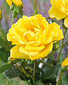 Rosa Allgold