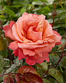 Rosa Troika