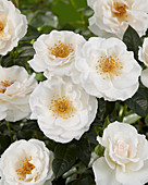 Rosa 'Maria Mathilda'