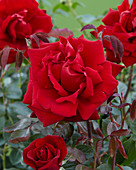 Rosa 'Ingrid Bergman'