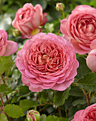 Rosa 'Jubilee Celebration'
