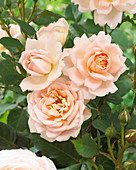 Rosa 'Clair Renaissance'