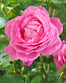 Rosa Mrs. John Laing